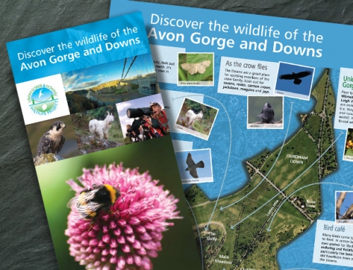 Avon Gorge & Downs Wildlife Project: Discover Wildlife