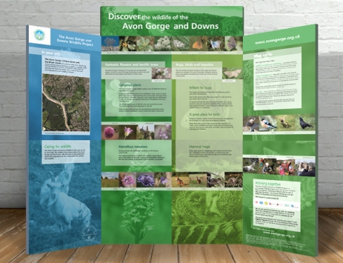 Avon Gorge & Downs Wildlife Project: Discover Wildlife